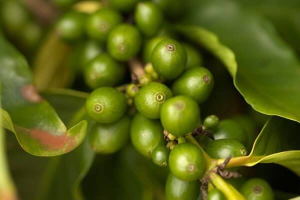 café verde ajuda controlar os níveis de açúcar no sangue