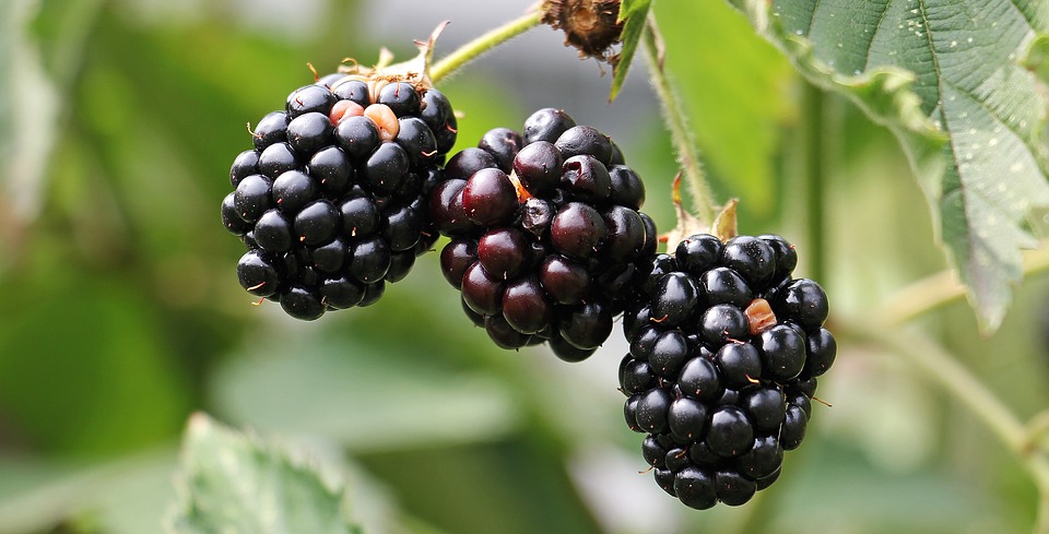 chá de amora-preta nutriela chá ellegance 60 sachês guia completo
