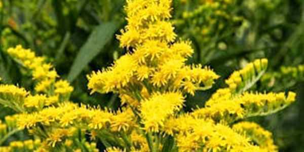 chá de arnica-do-brasil nutriela chá ellegance 60 sachês guia completo