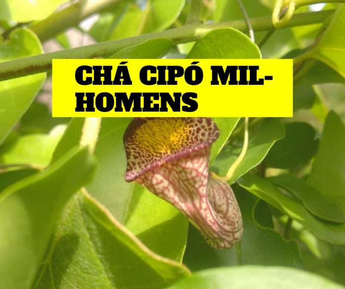 Chá Cipó-mil-homens: Benefícios, Propriedades Medicinais, Como Fazer ...