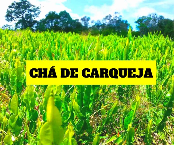 Chá de Carqueja: Emagrece? Serve Para Diabetes? Benefícios! - Nutriela