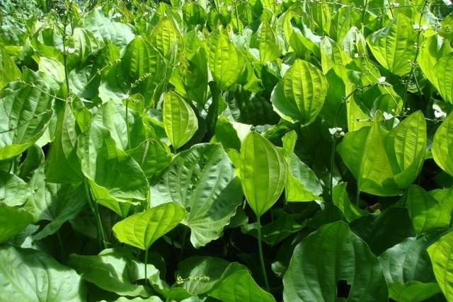 Chá de Chapéu-de-couro EmagreceBenefícios, Como Fazer, Propriedades Nutriela