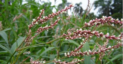 Chá de Erva-de-bicho Combate Hemorroidas, Melhora Circulação, Diurética Nutriela