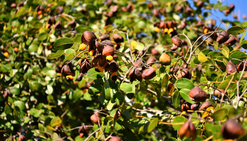 Óleo de Copaíba Melhora Pele e Cabelo, Trata Dores, Potente Antibiótico Natural Nutriela