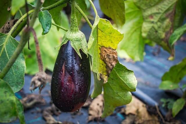 Chá Natural para Baixar Triglicerídeos, DIABETES e Desinchar (Fórmula Caseira)