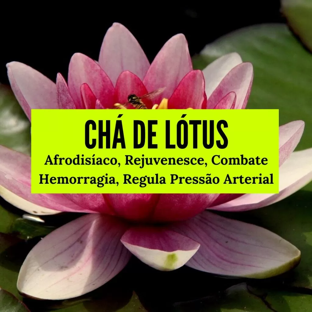 chá de lótus