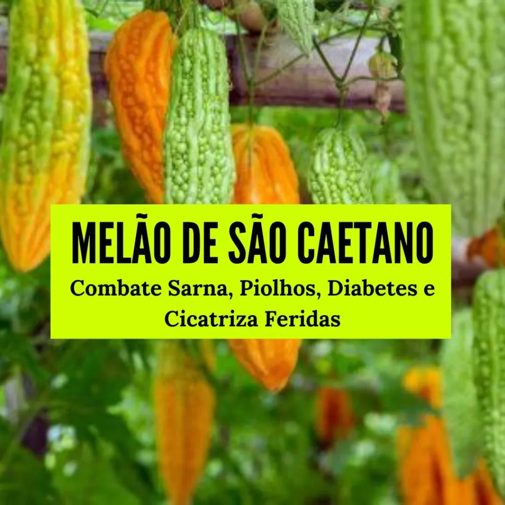 chá de melão-de-são-caetano