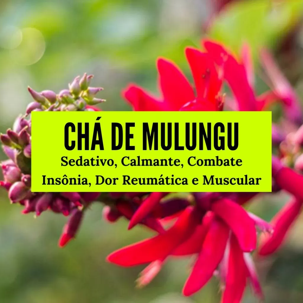 chá de mulungu