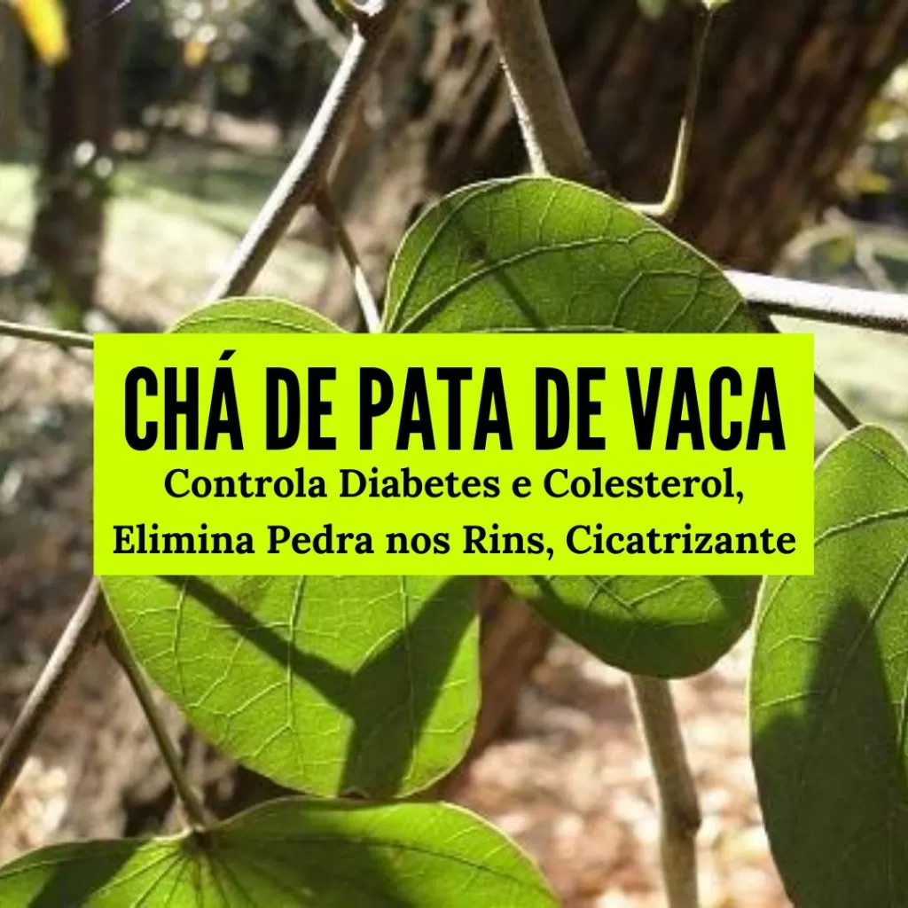 chá de pata-de-vaca