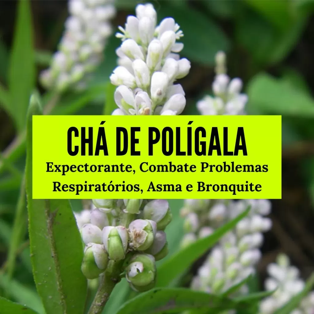 chá de polígala