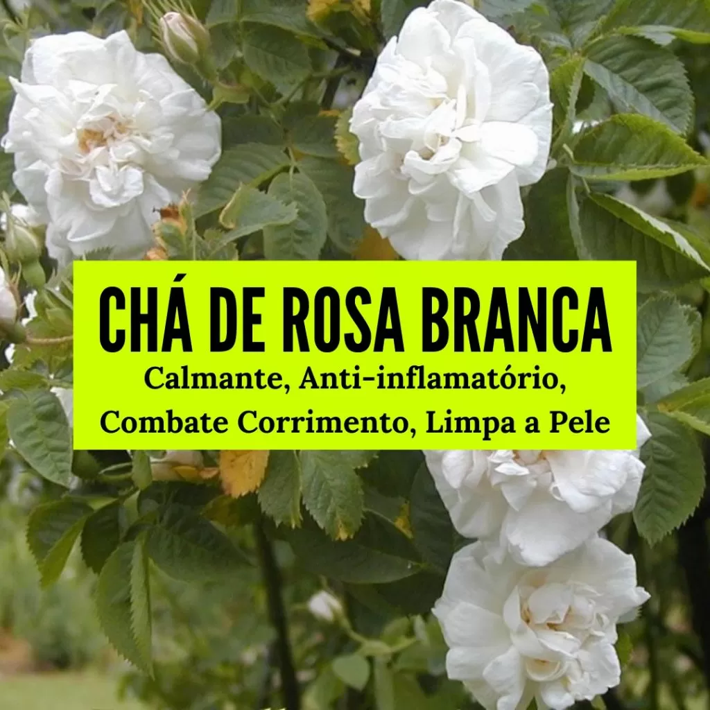 chá de rosa branca