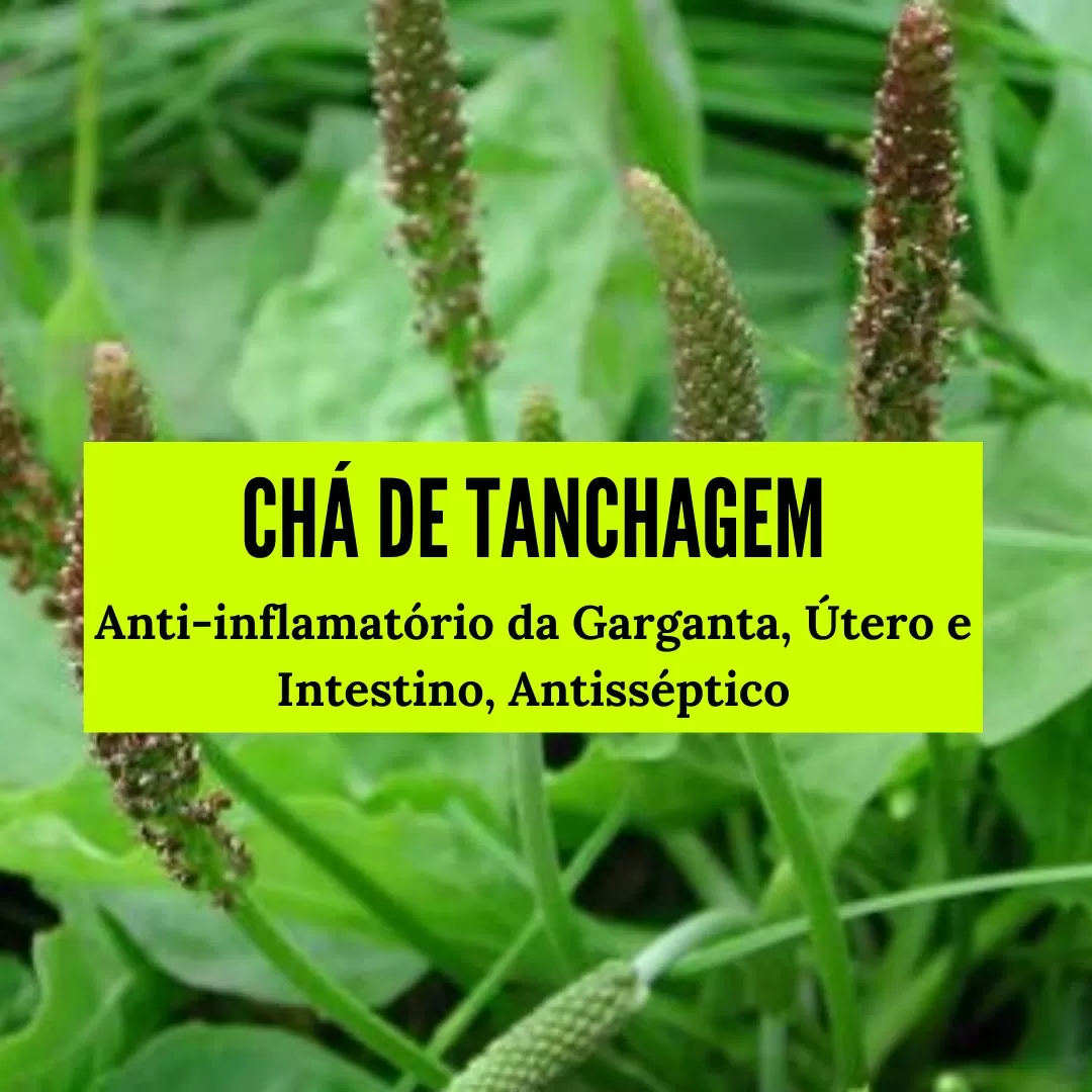 chá de tanchagem