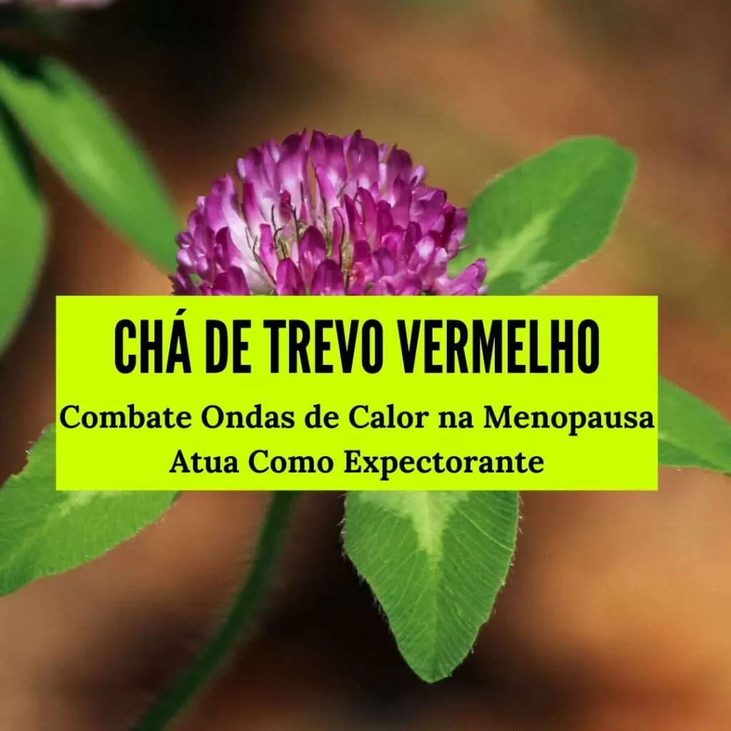 chá de trevo-vermelho