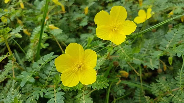 Chá de Tribulus Terrestris: Aumenta Libido e Força Muscular, Combate Impotência Sexual